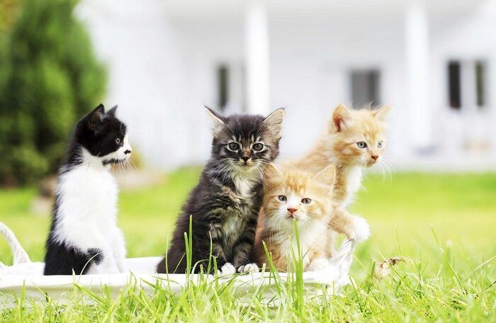 group of four beautiful cats.